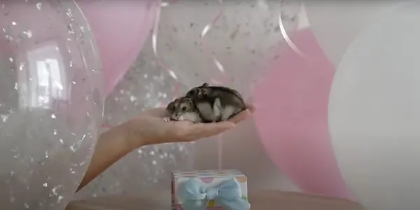 5 Reasons Why Your Hyperactive Hamsters Before Death