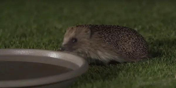 Are Hedgehogs Sensitive to Sound