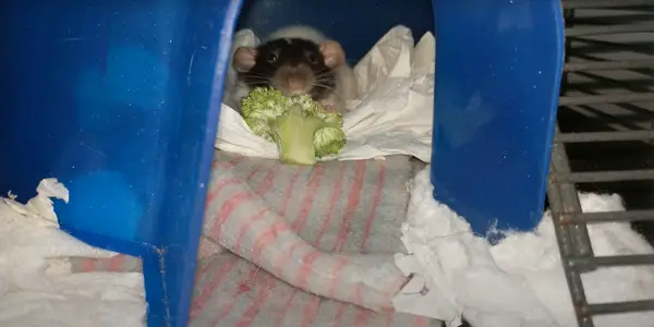 Are Rats Able to Eat Broccoli