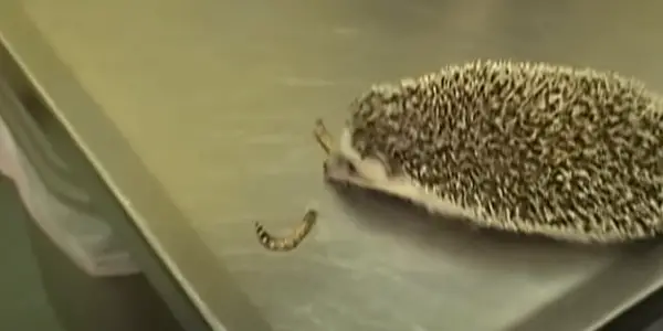 Are Superworms Good For Hedgehogs