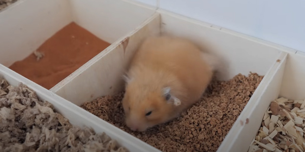 Can Hamsters Actually Suffocate in Bedding