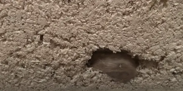 Can Hamsters Breathe Under Bedding