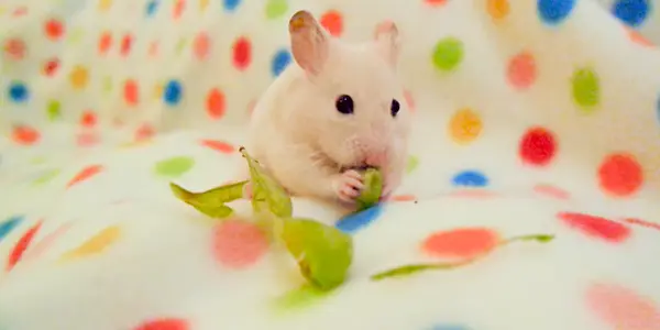 Can Hamsters Eat Edamame