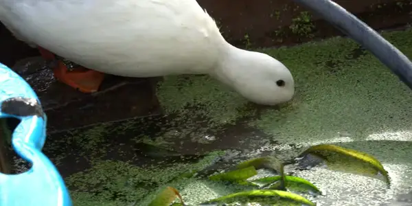Do All Types of Ducks Eat Duckweed