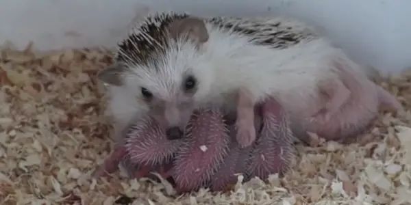Do Hedgehog Parents Take Care of Their Babies