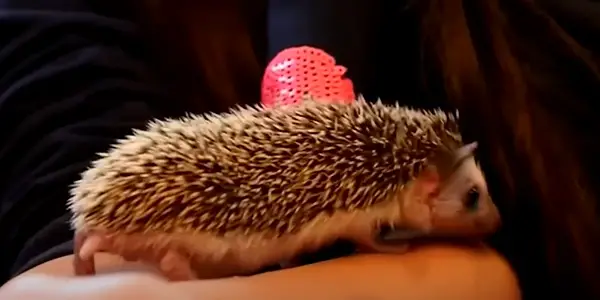 Do Hedgehogs Eat Their Babies Frequently