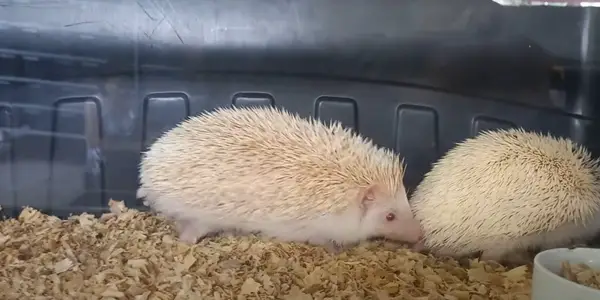 Do Hedgehogs Eat Their Babies