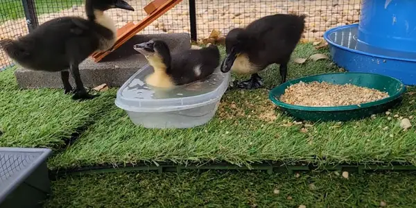 Duck Pen Flooring Do’s & Dont’s
