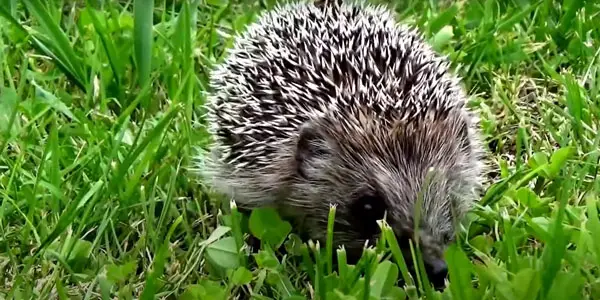 General Food Items for Hedgehogs