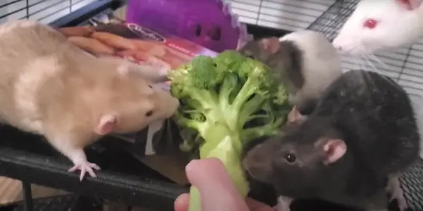Health Benefits of Broccoli for Rats
