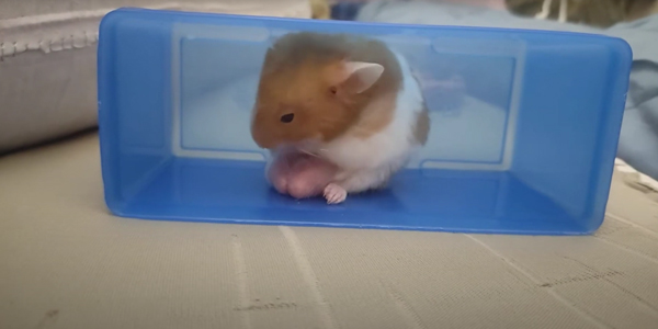 How Can I Help a Hamster with Big Balls