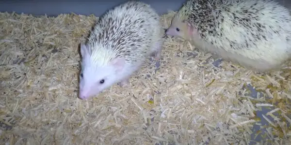 How Do Hedgehogs Mate