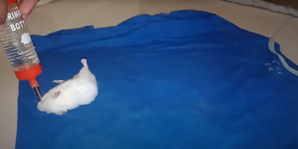 How Do I Treat My Hamster for This
