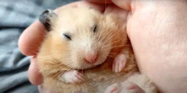 Can My Hamster Come Back from Hibernation Or Dies