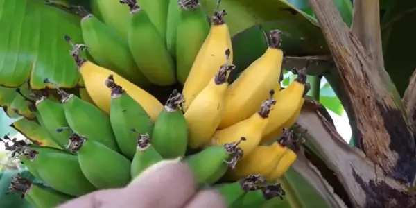 How Many Bananas Are The Limit for The Hedgehogs