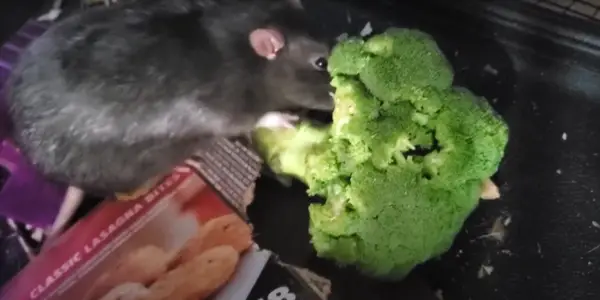 How Much Should You Feed your Rats