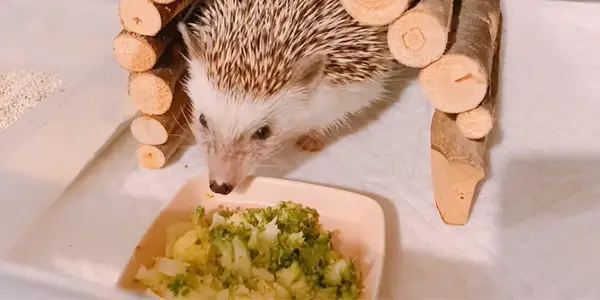 How To Feed Your Hedgehog Broccoli