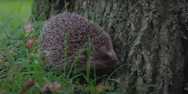 How To Get Rid of Hedgehogs From Your Area