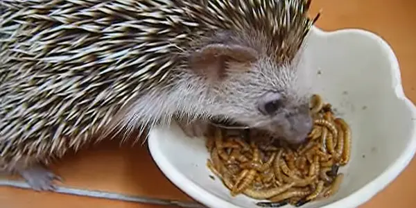 Is It Safe for Hedgehogs to Eat Superworms