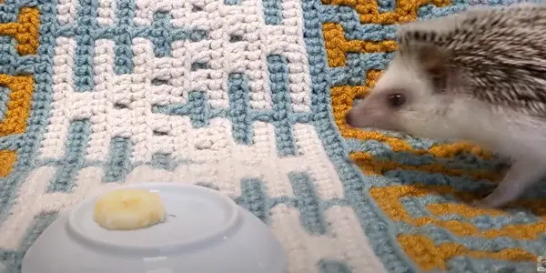 Is There Any Health Risk Related to Banana & Hedgehogs