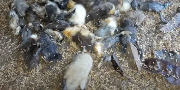 Can Ducks Get Fleas? [Truth Revealed]