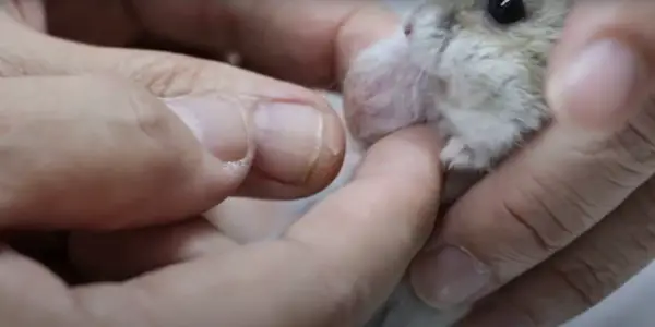 My Hamster Has a Tumor How Long Until She Died
