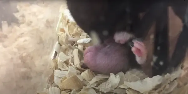 Reasons Behind Hamsters with Big Balls