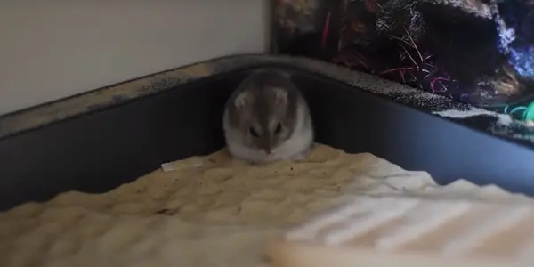 Reasons Why Your Hamster Won’t Come Out at Night