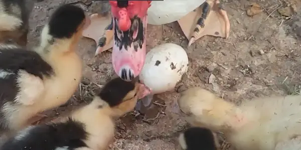 Risk Of Ducks Eating Their Eggs