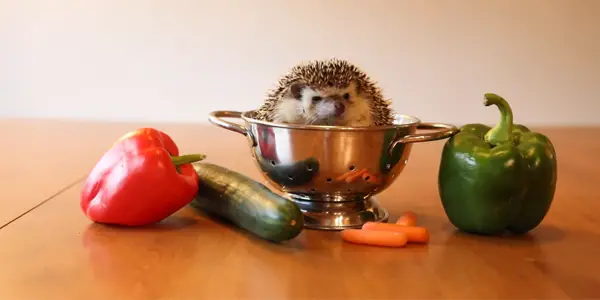 Some Other Hedgehog-Friendly Vegetables