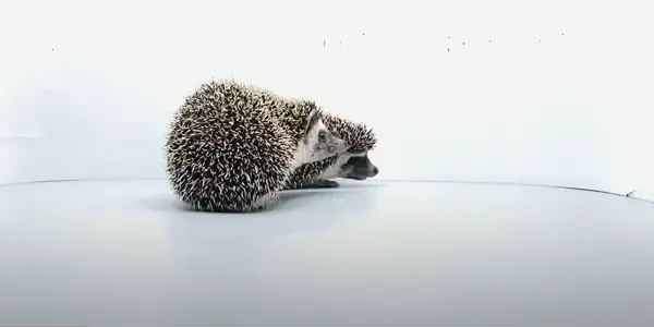 States Where Hedgehogs Are Illegal