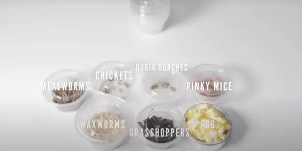 What Foods Should I Keep Away From My Hedgehog