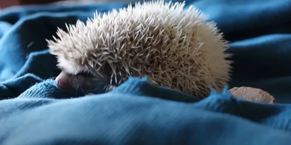 What Is the Sound of a Baby Hedgehog