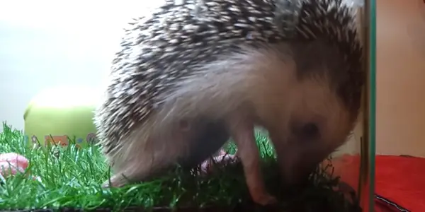What Noise Do Hedgehogs Make When Giving Birth