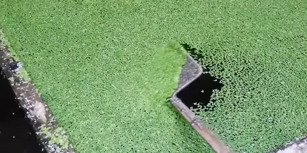 What is Duckweed