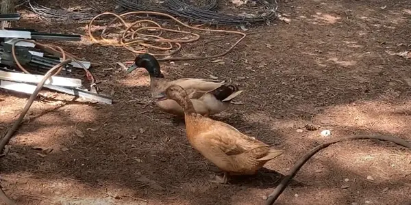 Why Do Ducks Change Gender