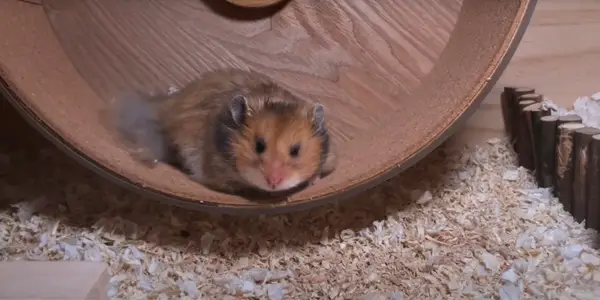 Why Your Hamster Is Running Back And Forth