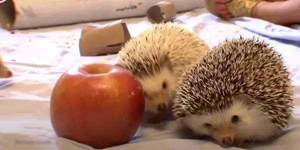 Why are Hedgehogs Considered Illegal