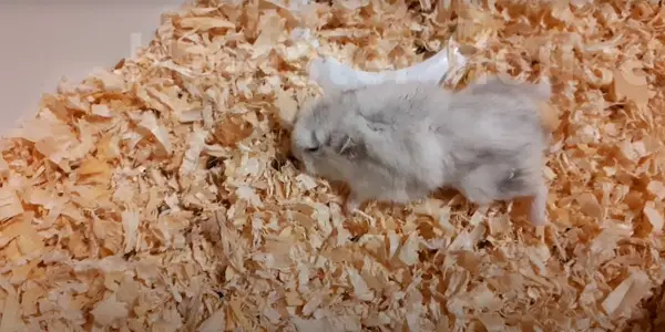 Why is My Hamster Dead But Not Stiff