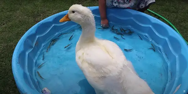 Will Ducks Have Problems Consuming Minnows