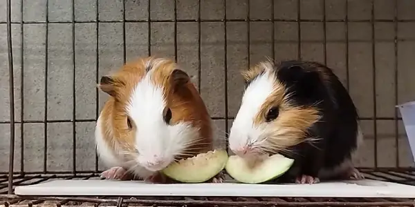 Are Guavas Good for Guinea Pigs