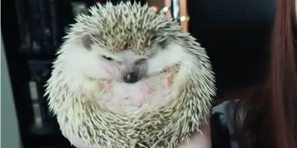 Are Hedgehogs Suitable for Petting