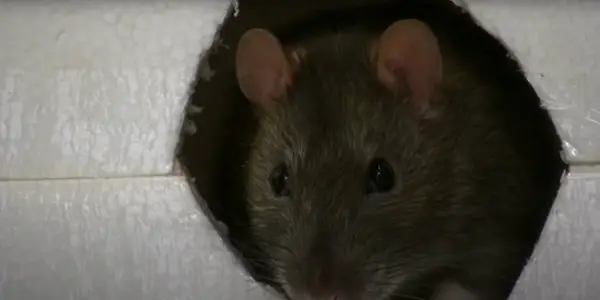 Are Rats Capable of Making Grunting Noises