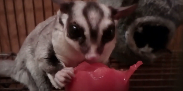 Are Tomatoes Beneficial for Sugar Gliders