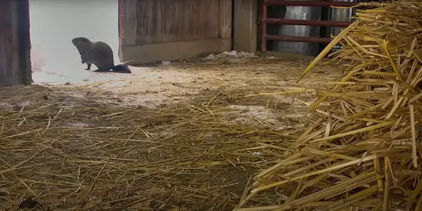 Are Your Chickens at Risk from Groundhogs