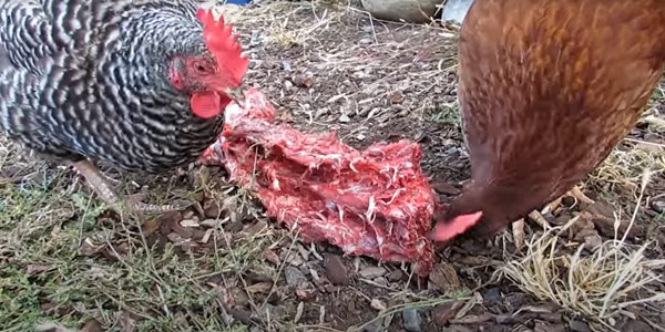 Can Chickens Eat Ground Beef