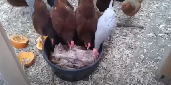 Can Chickens Eat Turkey