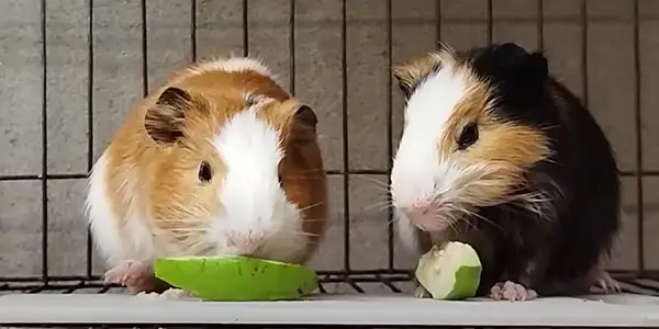 Can Guinea Pigs Consume Guava Seeds
