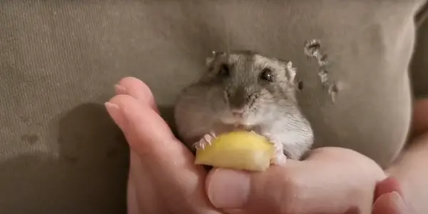 Is It Safe to Feed Applesauce to Your Hamster?