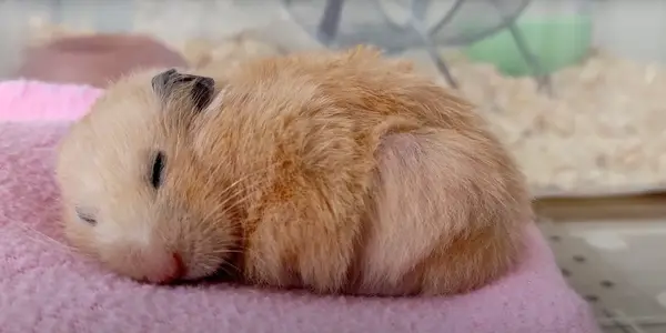 Can Hibernation Kill a Hamster